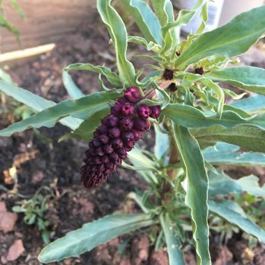 Lysimachia atropurpurea 'Beaujolais'