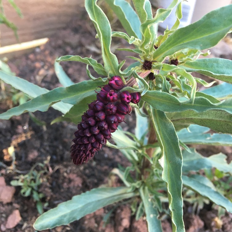 Plant image Lysimachia atropurpurea 'Beaujolais'