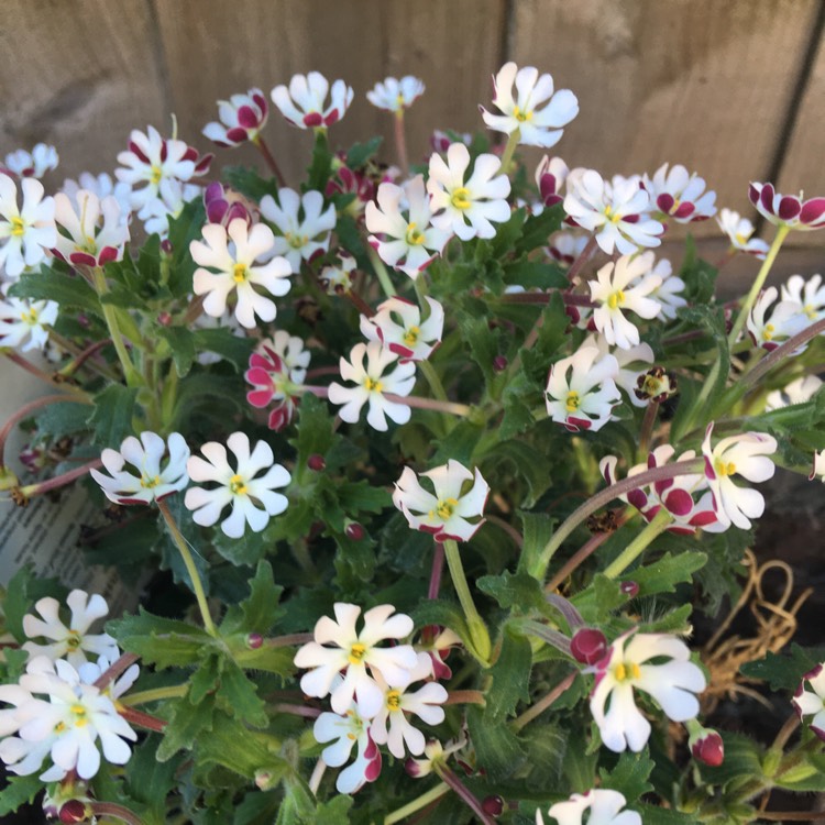 Plant image Zaluzianskya ovata 'Star Balsam'