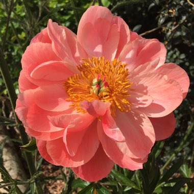 Paeonia 'Coral Charm'