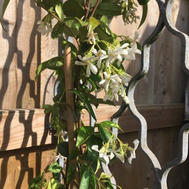 Trachelospermum jasminoides