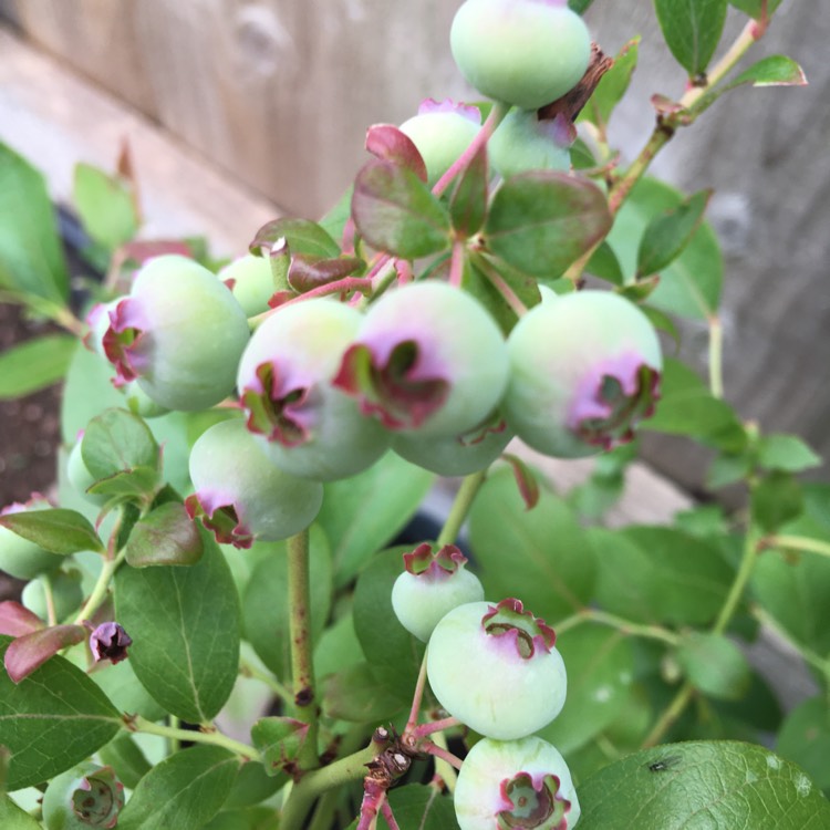 Plant image Vaccinium corymbosum 'Elliott'