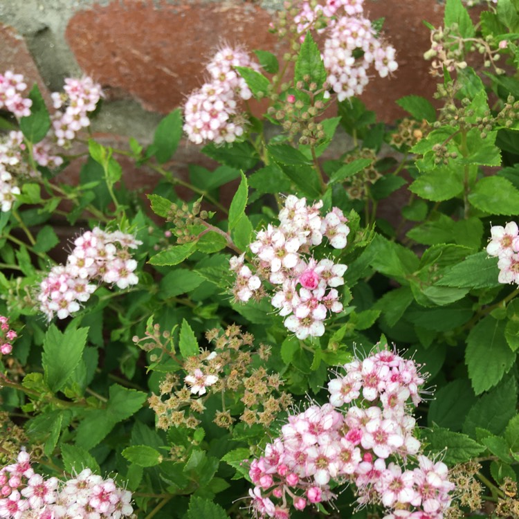 Plant image Spiraea japonica 'Little Princess'