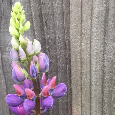 Lupinus