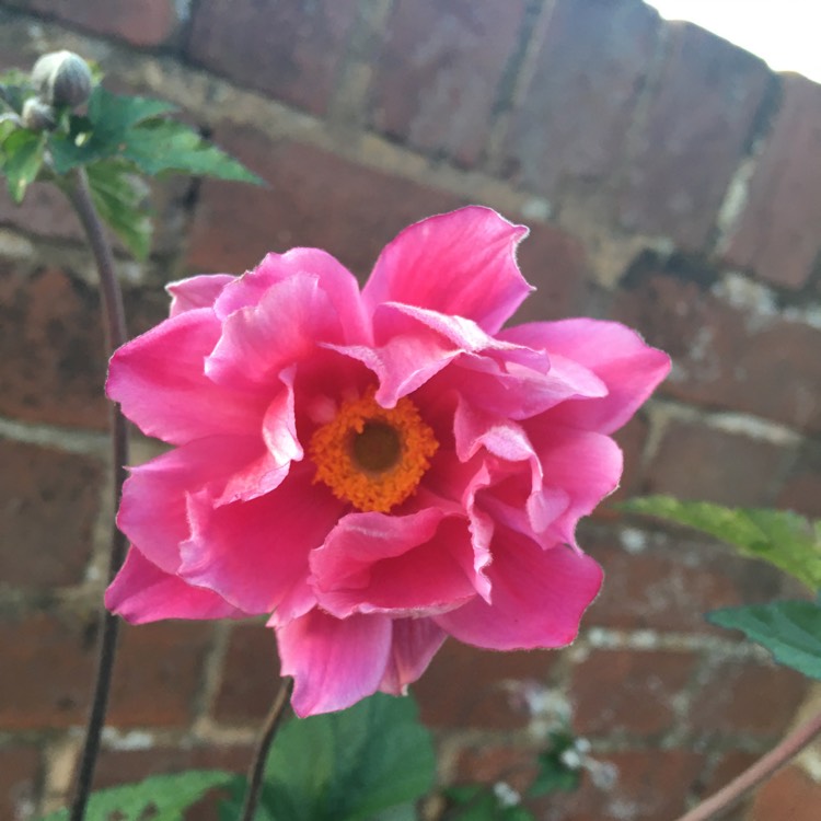 Plant image Anemone x hybrida 'Margarete'