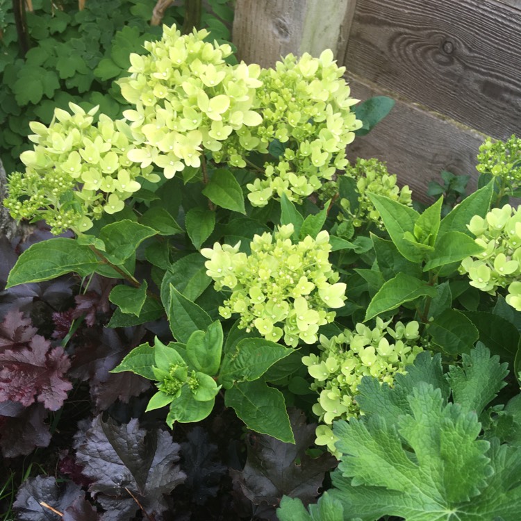 Plant image Hydrangea paniculata 'Jane' syn. Hydrangea paniculata 'Little Lime'