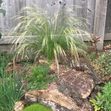 Nassella tenuissima syn. Stipa tenuissima