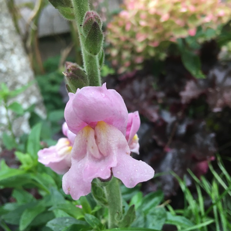 Plant image Antirrhinum majus 'Appleblossom'