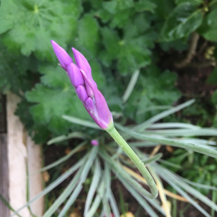 Plant image Tulbaghia violacea 'Silver Lace' syn. Tulbaghia violacea 'Variegata'