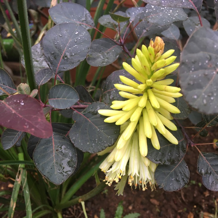 Plant image Kniphofia 'Pineapple Popsicle' (Popsicle Series)