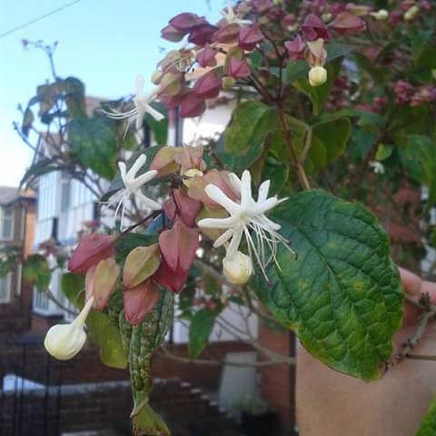 Plant image Clerodendrum philippinum