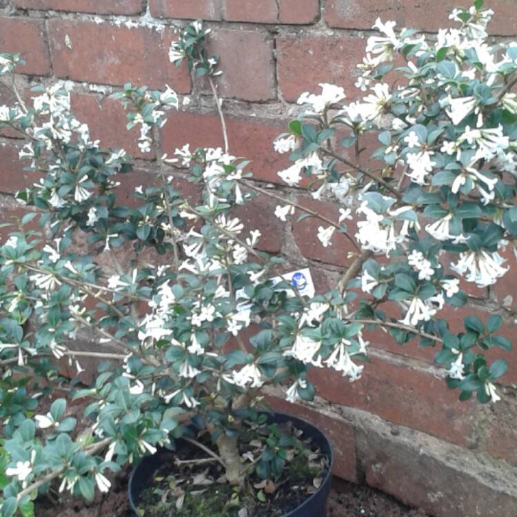 Plant image Osmanthus Delavayi