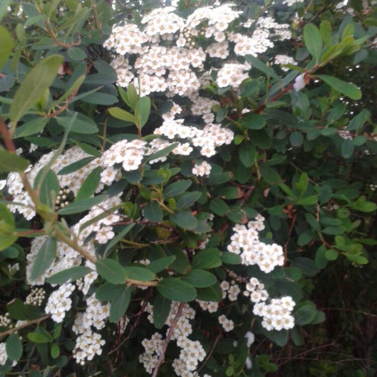 Plant image Spiraea prunifolia 'Plena'