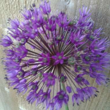 Allium hollandicum 'Purple Sensation' syn. Allium 'Purple Sensation', Allium aflatunense 'Purple Sensation'