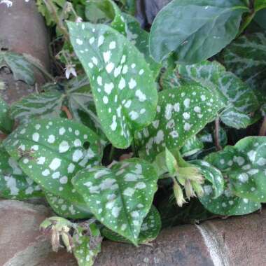 Pulmonaria officinalis