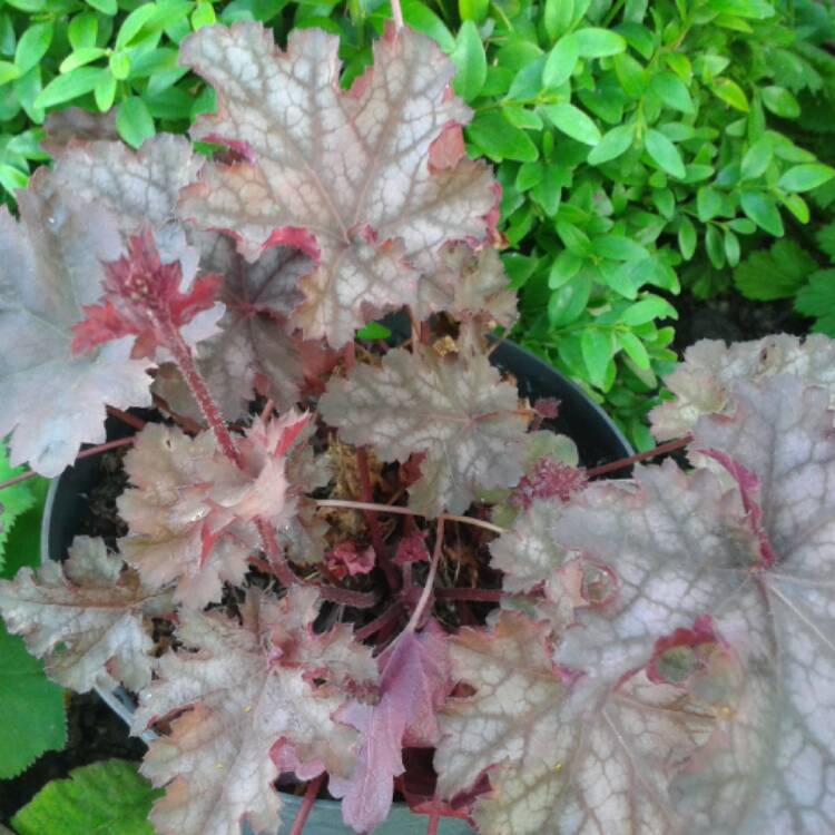 Plant image Heuchera 'Can-Can'