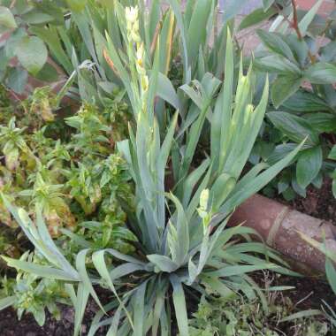 Sisyrinchium striatum