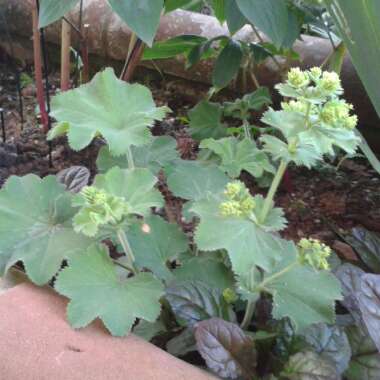 Alchemilla mollis