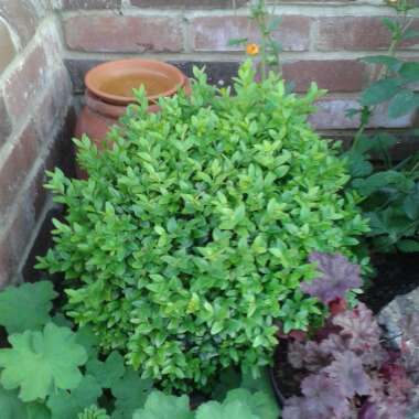 Buxus sempervirens