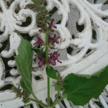 Stachys sylvatica