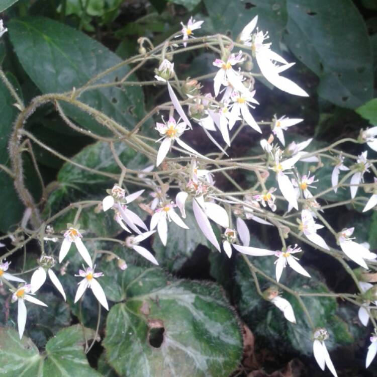 Plant image Saxifraga stolonifera