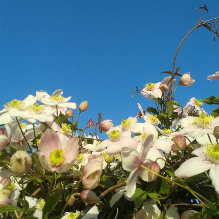 Plant image Clematis Montana Wilsonii