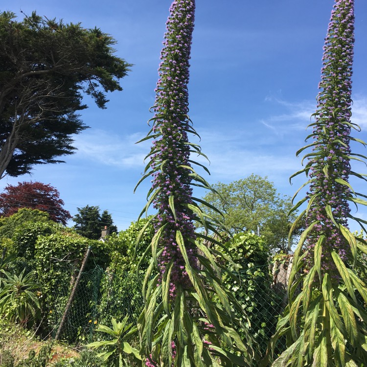 Plant image Echium candicans syn. Echium fastuosum