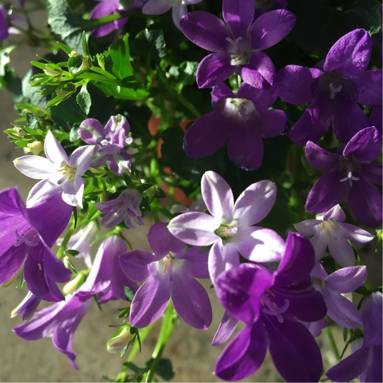 Plant image Campanula 'Get Mee'