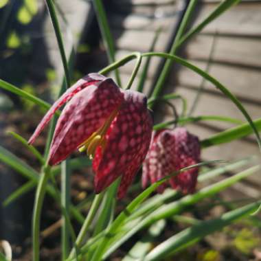 Snake's Head Fritillary