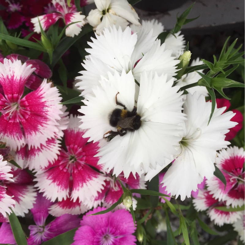 Plant image Dianthus caryophyllus 'Raspberry Ripple'