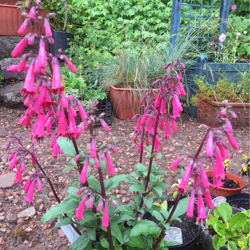 Plant image Phygelius capensis 'Magenta'