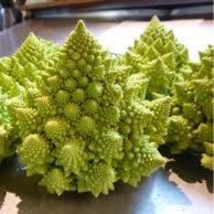 Plant image Brassica oleracea (Botrytis Group) 'Romanesco'