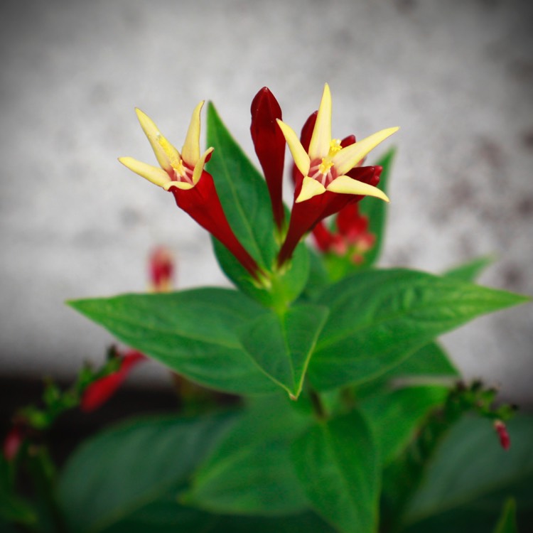 Plant image Spigelia marilandica