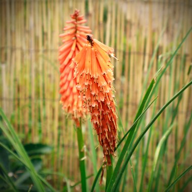 Red Hot Poker