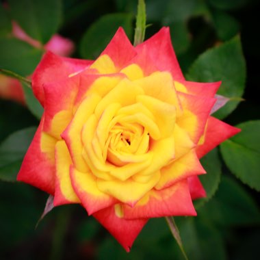 Rose (Hybrid Tea)