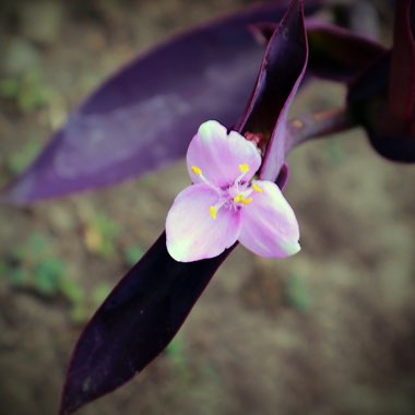 Purple-Heart Spiderwort