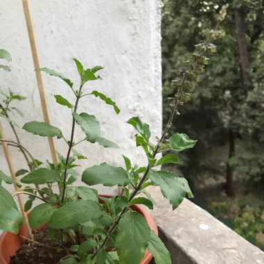 Holy Basil