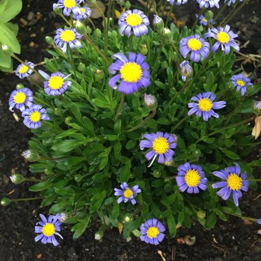 Blue Marguerite 'Felicitara Blue'