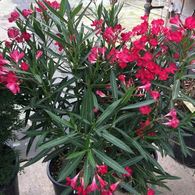 Oleander