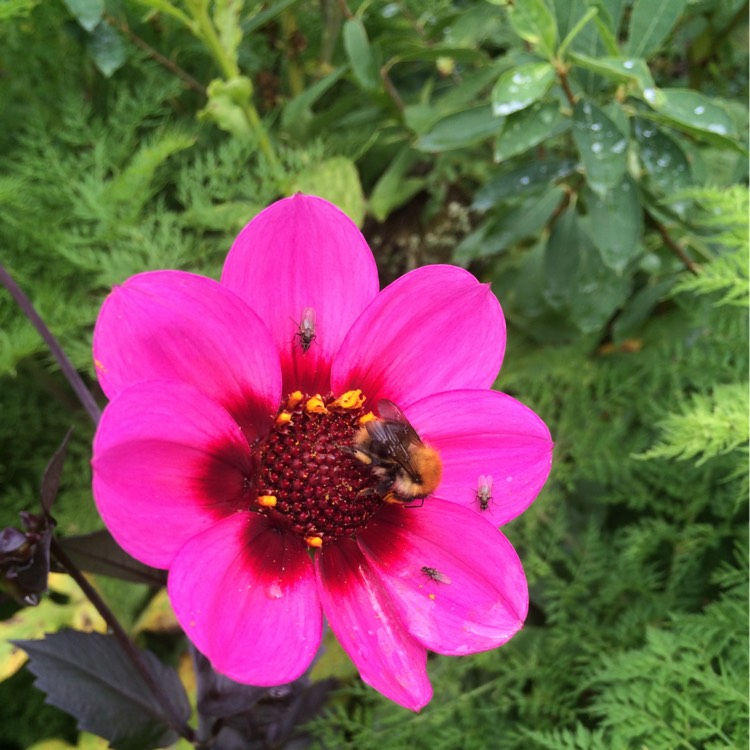 Plant image Dahlia 'Bayou' syn. Dahlia 'Blue Bayou'