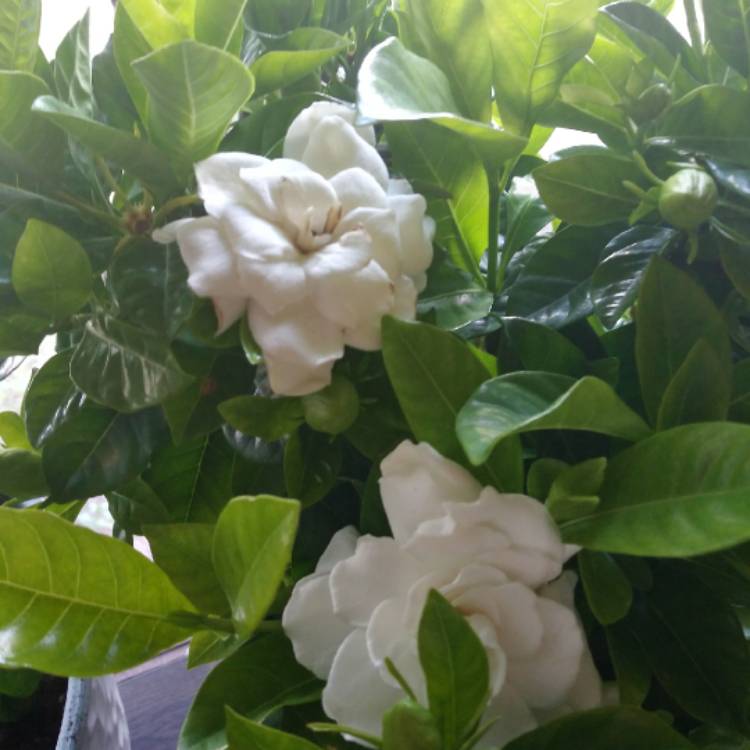 Plant image Gardenia jasminoides 'Veitchii'