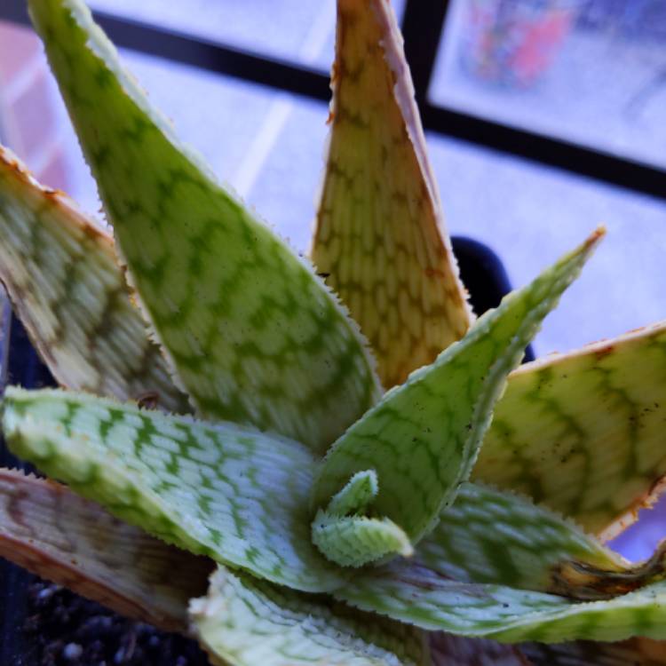 Plant image Aloe rauhii 'Snowflake'