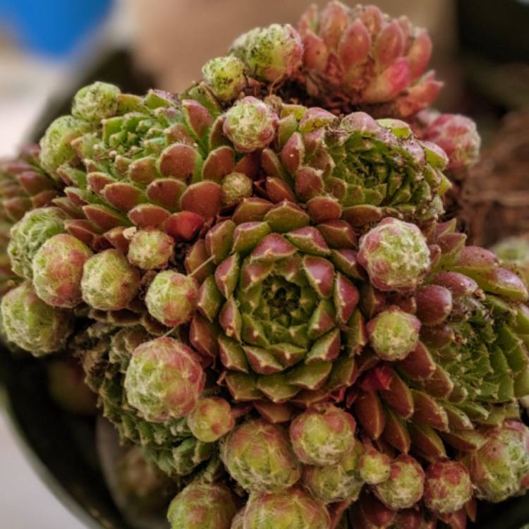 Plant image Sempervivum Spring Beauty