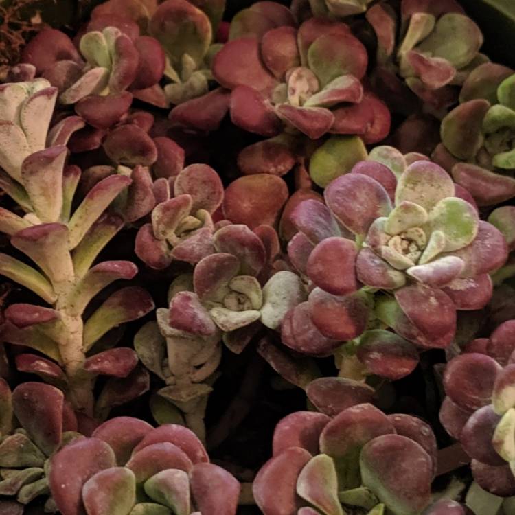 Plant image Sedum spathulifolium 'Carnea'