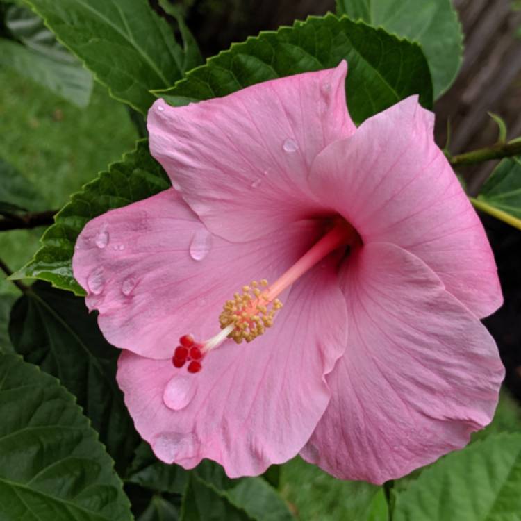 Plant image Hibiscus rosa-sinensis 'Albo Lacinatus'