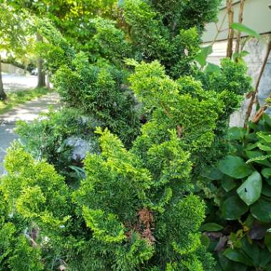 Hinoki Cypress 'Fernspray Gold'