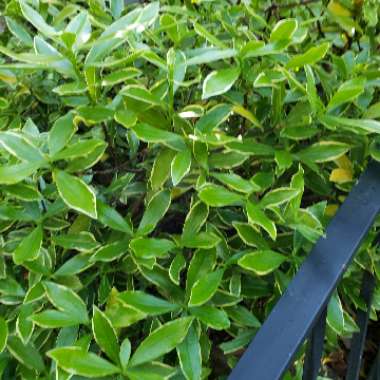 Spurge Laurel