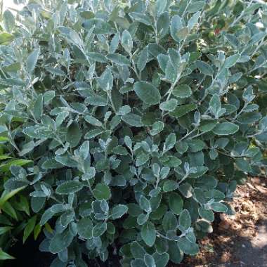 Brachyglottis 'Walberton's Silver Dormouse'