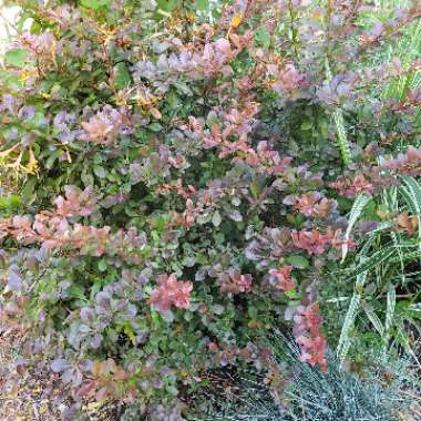 Barberry