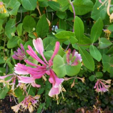 Coral Honeysuckle